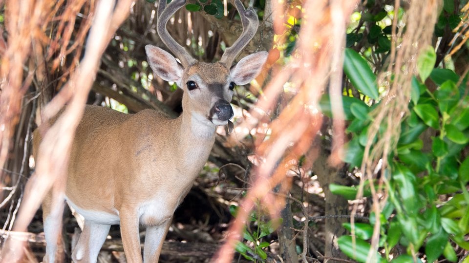 A key deer stands among the exposed roots of trees