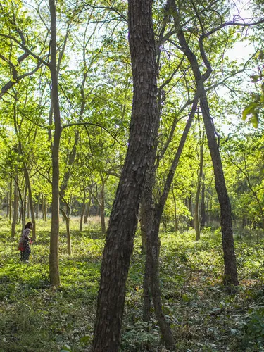 In the Khata CorriAdult and child collect grasses on the floor of the community forest in Khata Corridor, Nepal