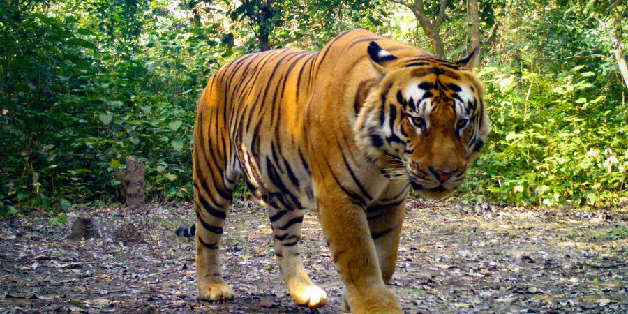 camera trap image of a tiger in the Khata Corridor