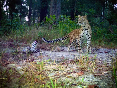 leopard mother stands with cub in forest of Khata corridor
