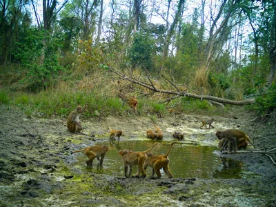group of gray langurs congregater at watering hole in Khata Corridor