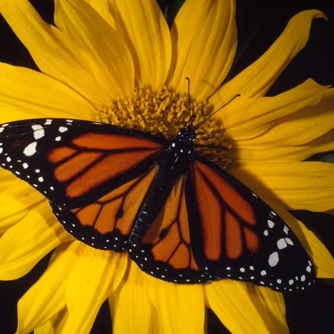 An orange monarch butterfly perched o a large yellow flower