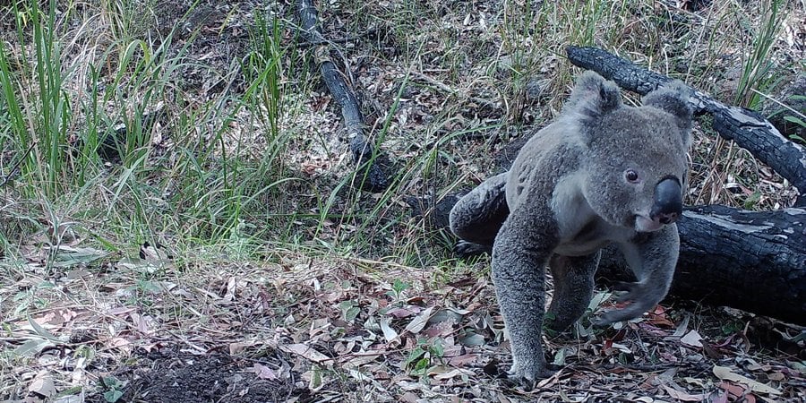 A camera trap image shows a gray koala walking on the ground toward the left edge of the frame