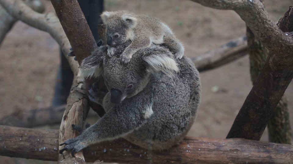 An adult koala sits on bare tree branches with an infant koala riding on its back
