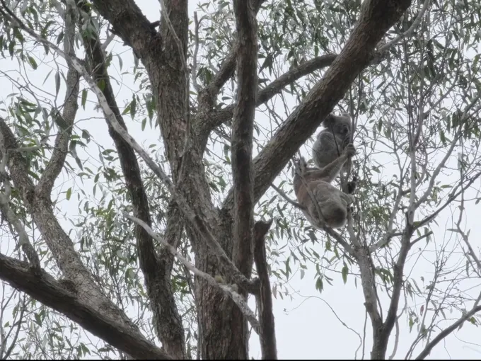 First koalas, mother and joey, found by detection dogs in Maryvale