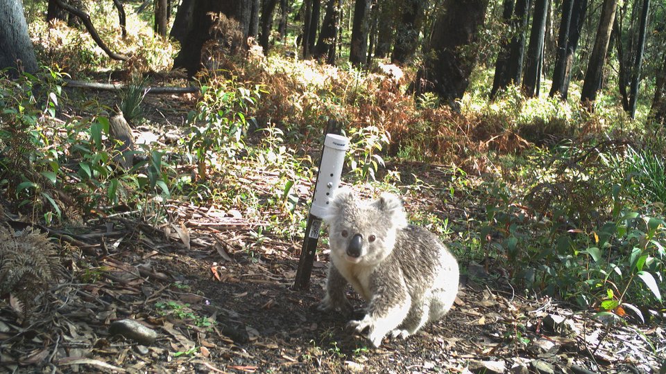 A koala captured by a camera trap on a sunny day
