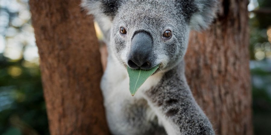 A koala bear with a green leaf it its mouth and brown trees flanking it