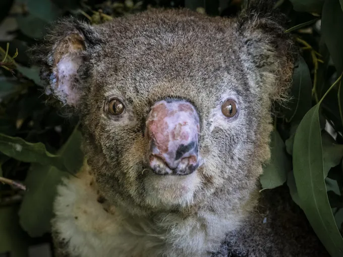 A koala injured in a bushfire.