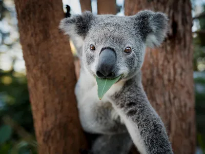 A rescued joey eating gum leaf while in tree, reaching out arm.
