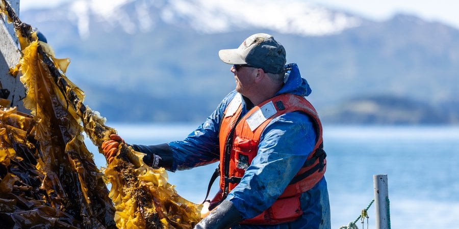 Kodiak Island Sustainable Seaweed owner, Nick Mangini, harvests sugar kelp (saccharina latissima) from his kelp farm off the coast of Woody Island, Alaska.