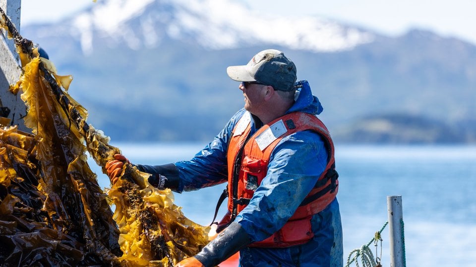 A color photo showing a Kodiak Island Sustainable Seaweed owner, Nick Mangini, harvesting sugar kelp (saccharina latissima) from his kelp farm off the coast of Woody Island, Alaska.