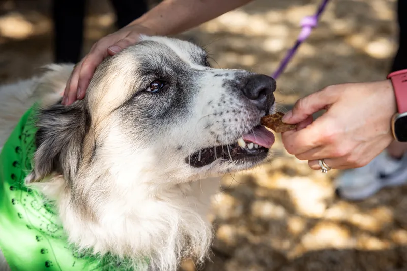 Close up of a big fluffy dog eating a carp treat