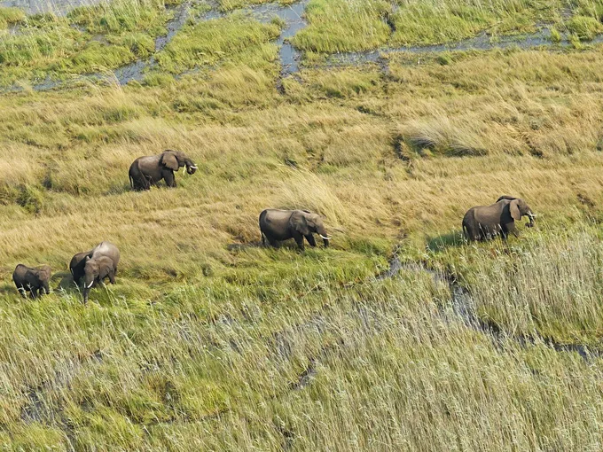 Aerial photo of elephant herd in grassy landscape