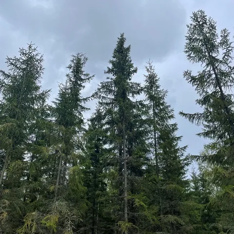 Tall dark trees in a forest against a cloudy sky.