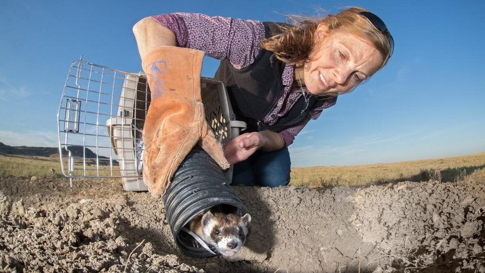 Kristy Bly releases a black footed ferret from a carrier back to a dirt hole