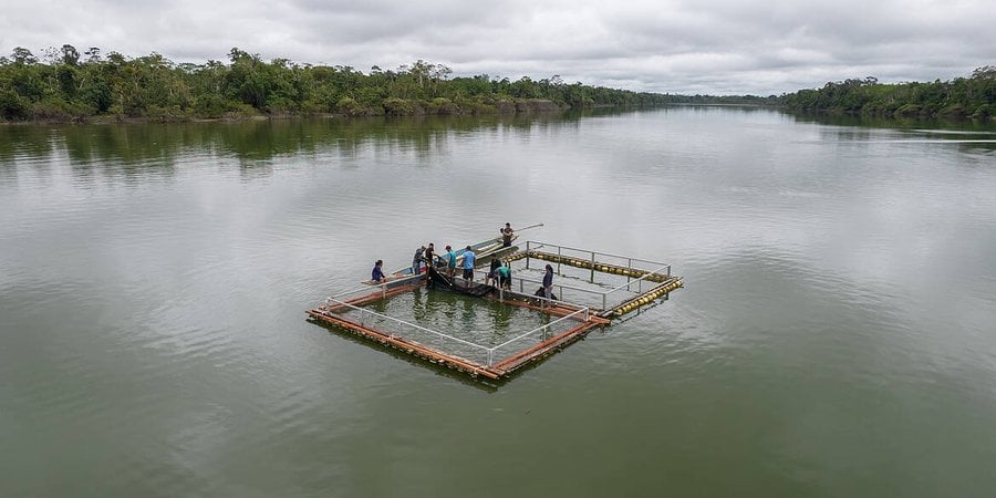 A photo showing a narrow body of water with people centered in the water tending to aquaculture devices.