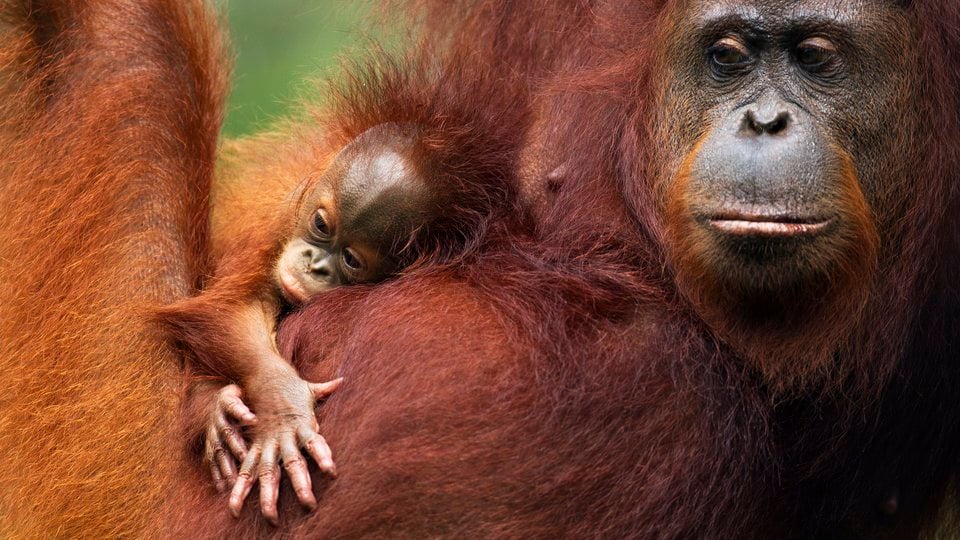 A closeup photo showing an adult orange orangutan holding a baby orangutan.