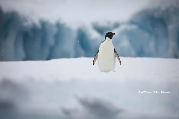 _