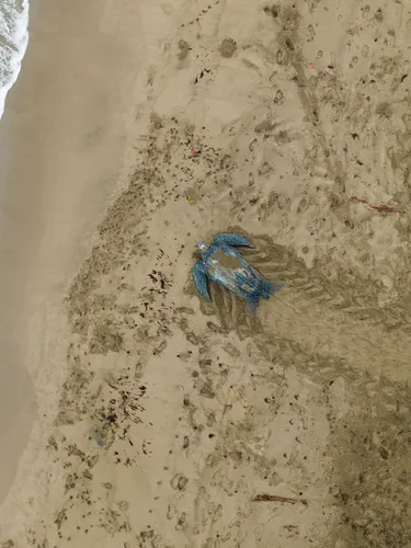 A leatherback turtle photographed from above makes its way across gray sands to the ocean