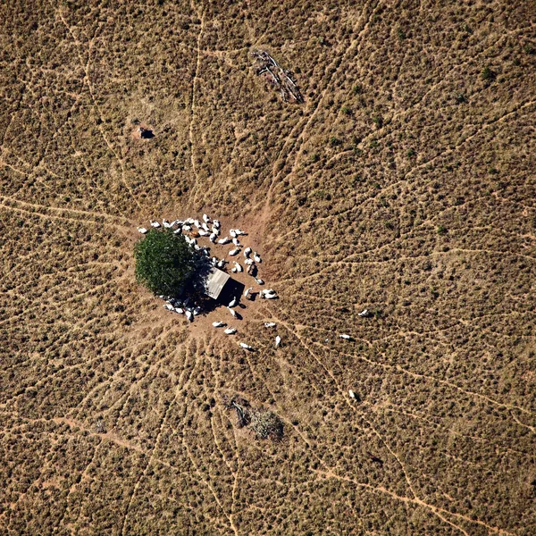 Aerial photo of small cattle ranch showing deforestation