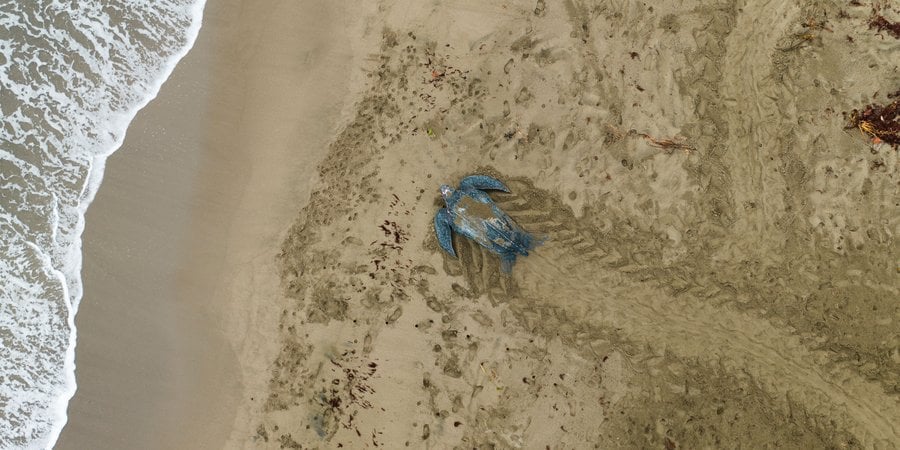 A leatherback turtle photographed from above makes its way across gray sands to the ocean