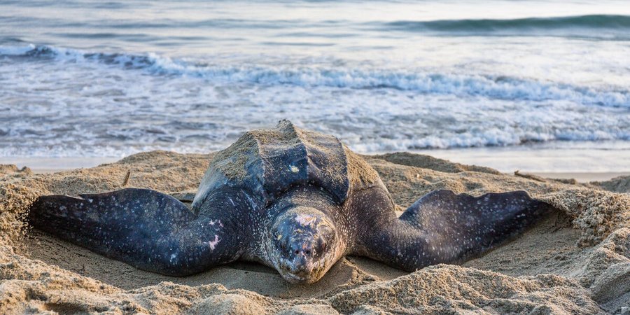 A large leatherback turtle sits on the beach with the ocean behind it