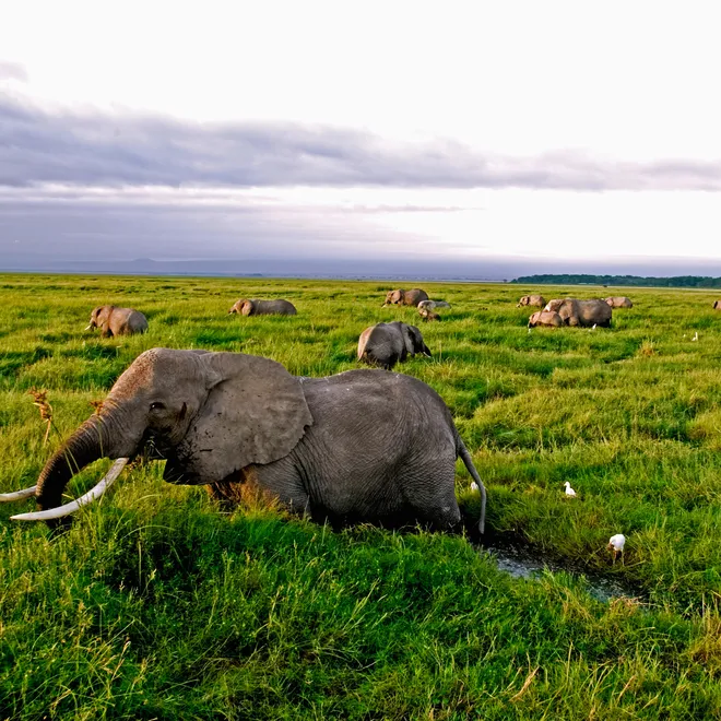 Elephants spread out in a large green grass plain