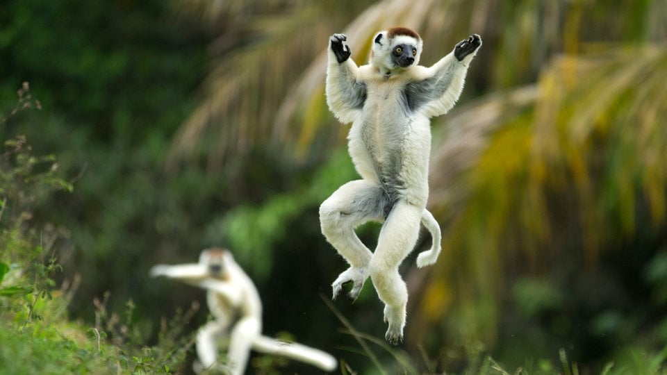 Black and white lemurs jumping on 2 feet