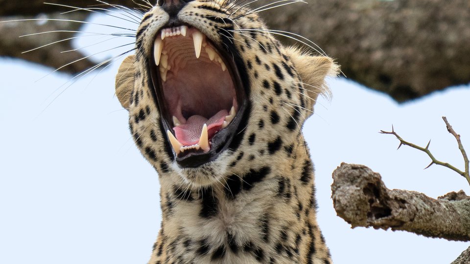 Leopard yawning with wide mouth