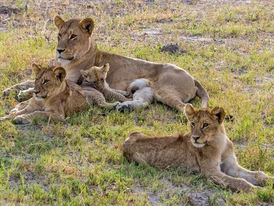A lioness lies on grass with three cubs. One cub is very young and is nestled closely to the lioness.