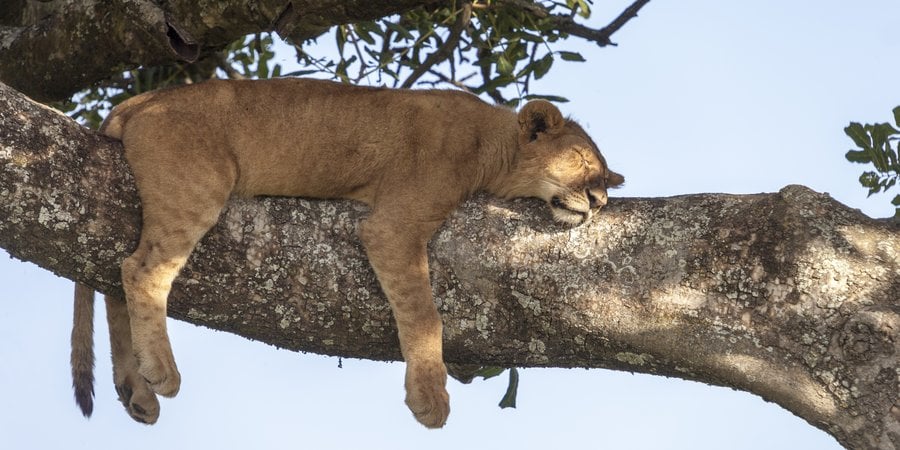 Lion cub sleeping on a tree branch