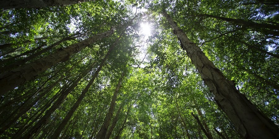 Looking skyward to treetops in a forest