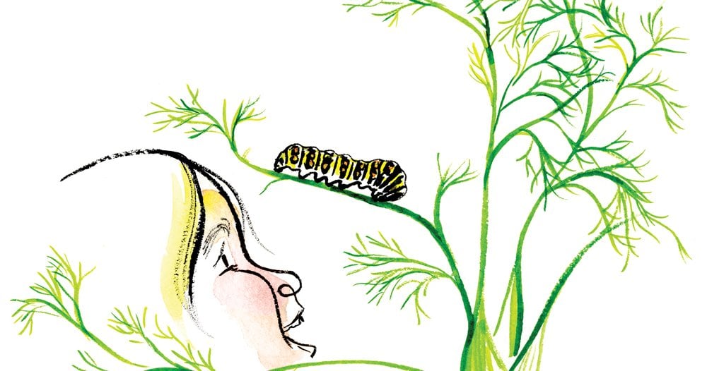 Essay: Nurturing Butterflies in the City | WWF