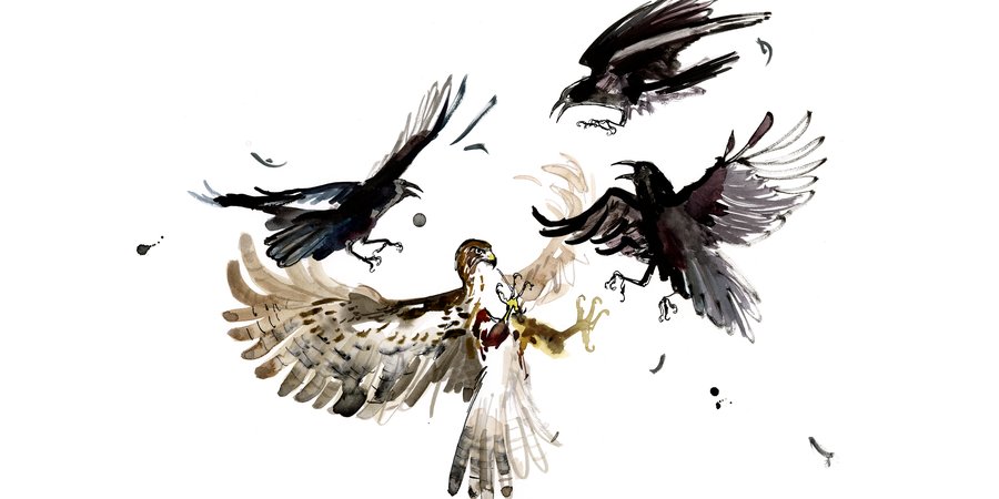 Illustration of a Hawf fighting crows