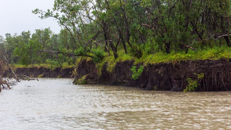 The coastline of the lower Yukon River. The river looks muddy and is lined by a green forest.