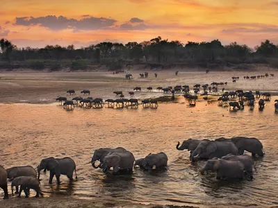 Elephants congregate on the banks of the Luangwa River, Zambia