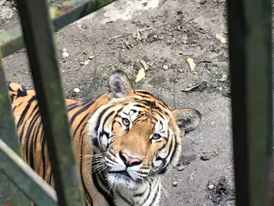 A lone striped tiger looks up between metal bars in a large cage.