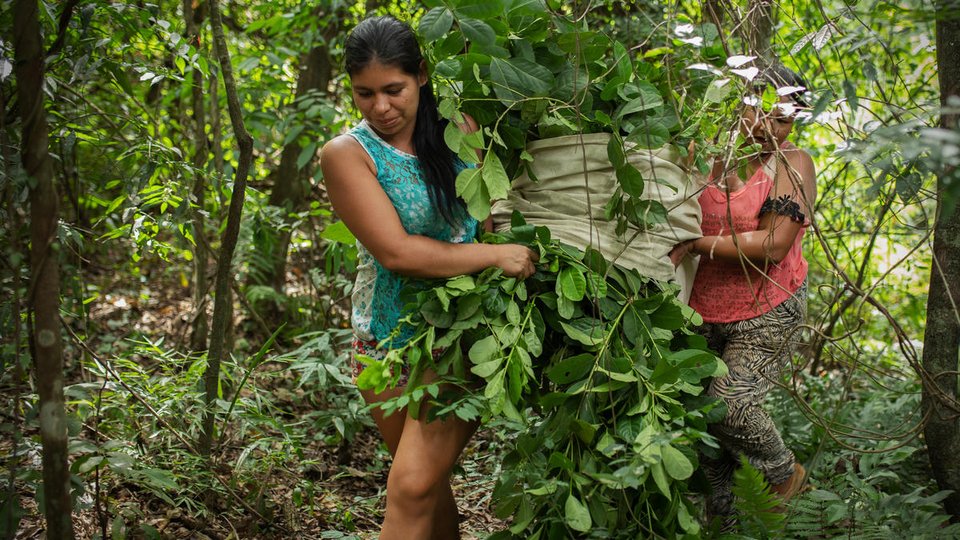 Women of the MATE project cooperative carry leaves out of the Atlantic Forest, Paraguay