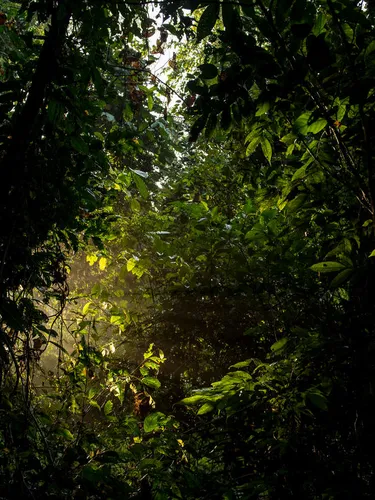 A ray of light shoots through the dark lush forest of Thirty Hills