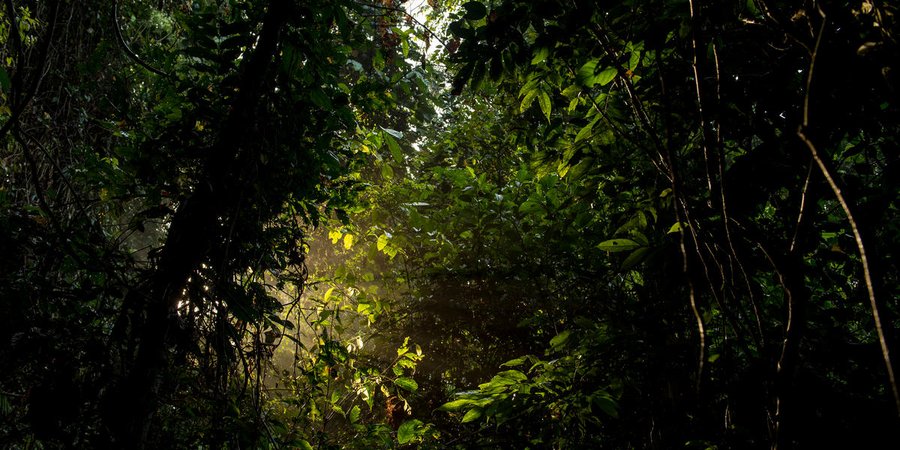 A ray of light shoots through the dark lush forest of Thirty Hills