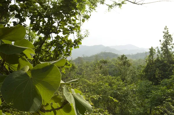A view of a tropical forest with large green leaves in the foreground and green hills in the distance