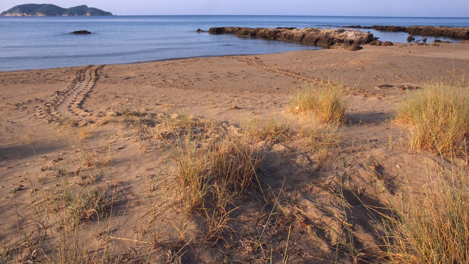 Beach dunes in the foreground with a beach and shoreline with a small island off the coast.