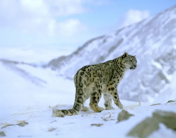 A profile of a snow leopard standing in a snowy, mountainous landscape
