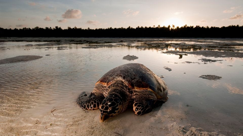 Fox Bay жағажайындағы секс