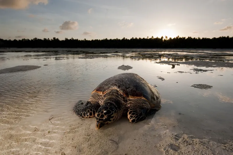 Hawskbill turtle (Eretmochelys imbricata) mother makes her way to sea after laying her eggs on the beach. Low tide falls very low and wide in Moromahu Island, Wakatobi, South Sulawesi, Indonesia. 5 November 2009