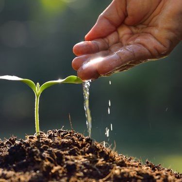 A plant sprouting from the ground as a person waters it with their hand