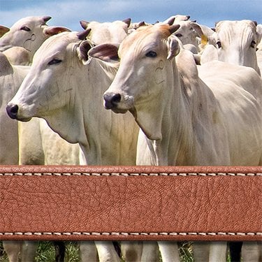 White cattle and a leather belt