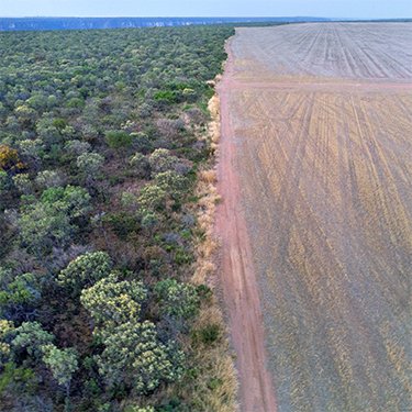 Aerial photo of the edge between a forest and a cultivated field