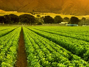 California farm fields in the sun