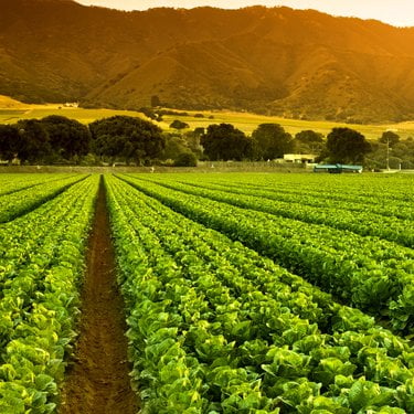 California farm fields in the sun